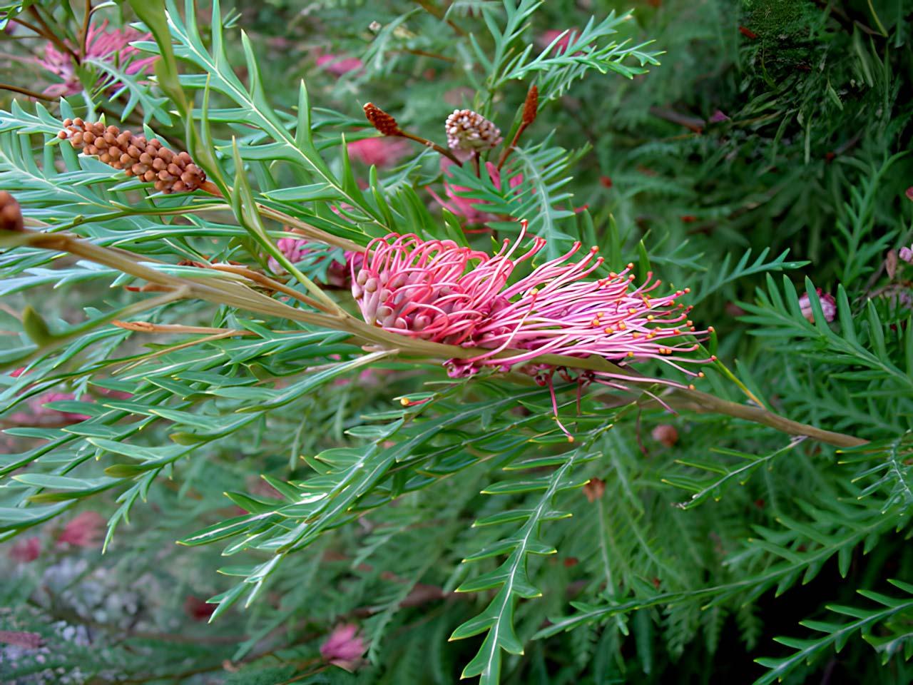 Grevillea Hookeriana (Hooker’s Grevillea)