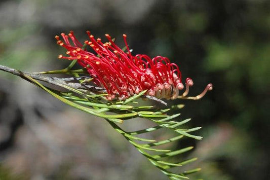 Grevillea Hookeriana (Hooker’s Grevillea)