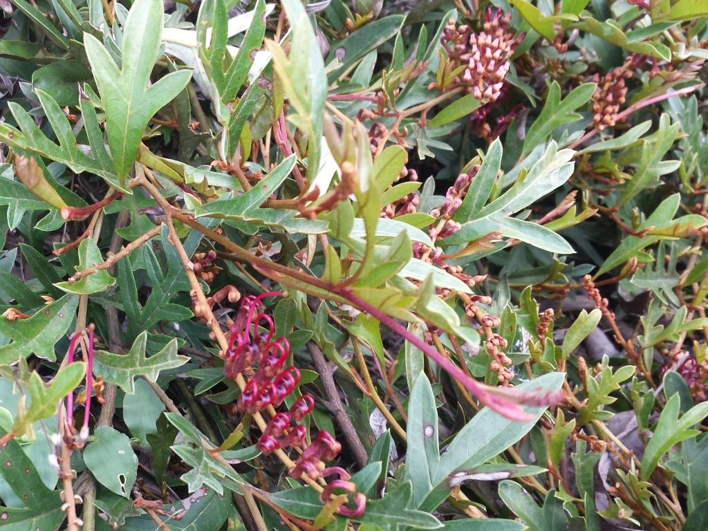 Grevillea Hybrid ‘Aussie Crawl’ (Aussie Crawl Grevillea)