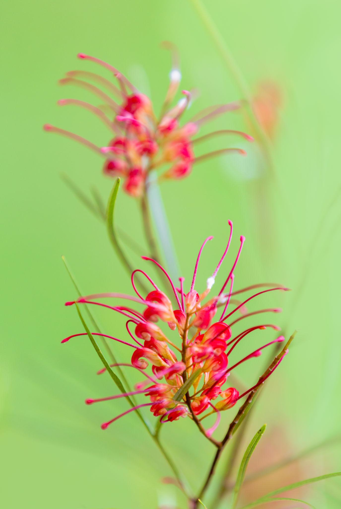 Grevillea Hybrid ‘Aussie Crawl’ (Aussie Crawl Grevillea)