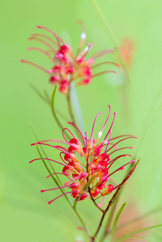 Grevillea Hybrid ‘Aussie Crawl’ (Aussie Crawl Grevillea)