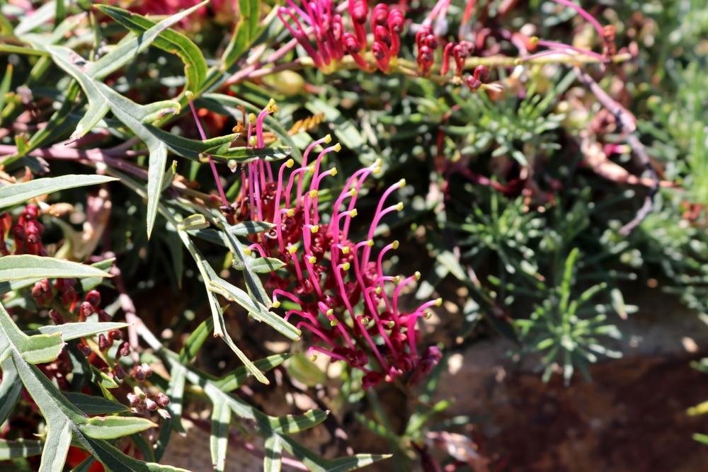Grevillea Hybrid ‘Bronze Rover’ (Bronze Rover Grevillea)