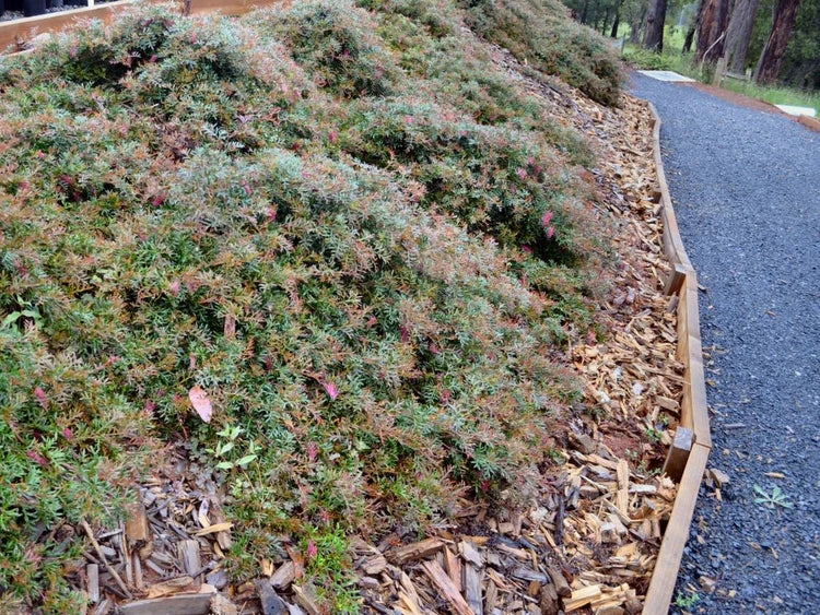 Grevillea Hybrid ‘Bronze Rover’ (Bronze Rover Grevillea)