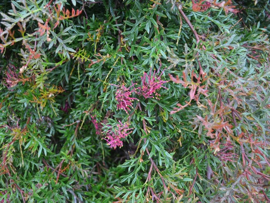 Grevillea Hybrid ‘Bronze Rover’ (Bronze Rover Grevillea)