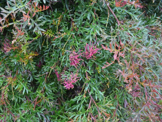 Grevillea Hybrid ‘Bronze Rover’ (Bronze Rover Grevillea)