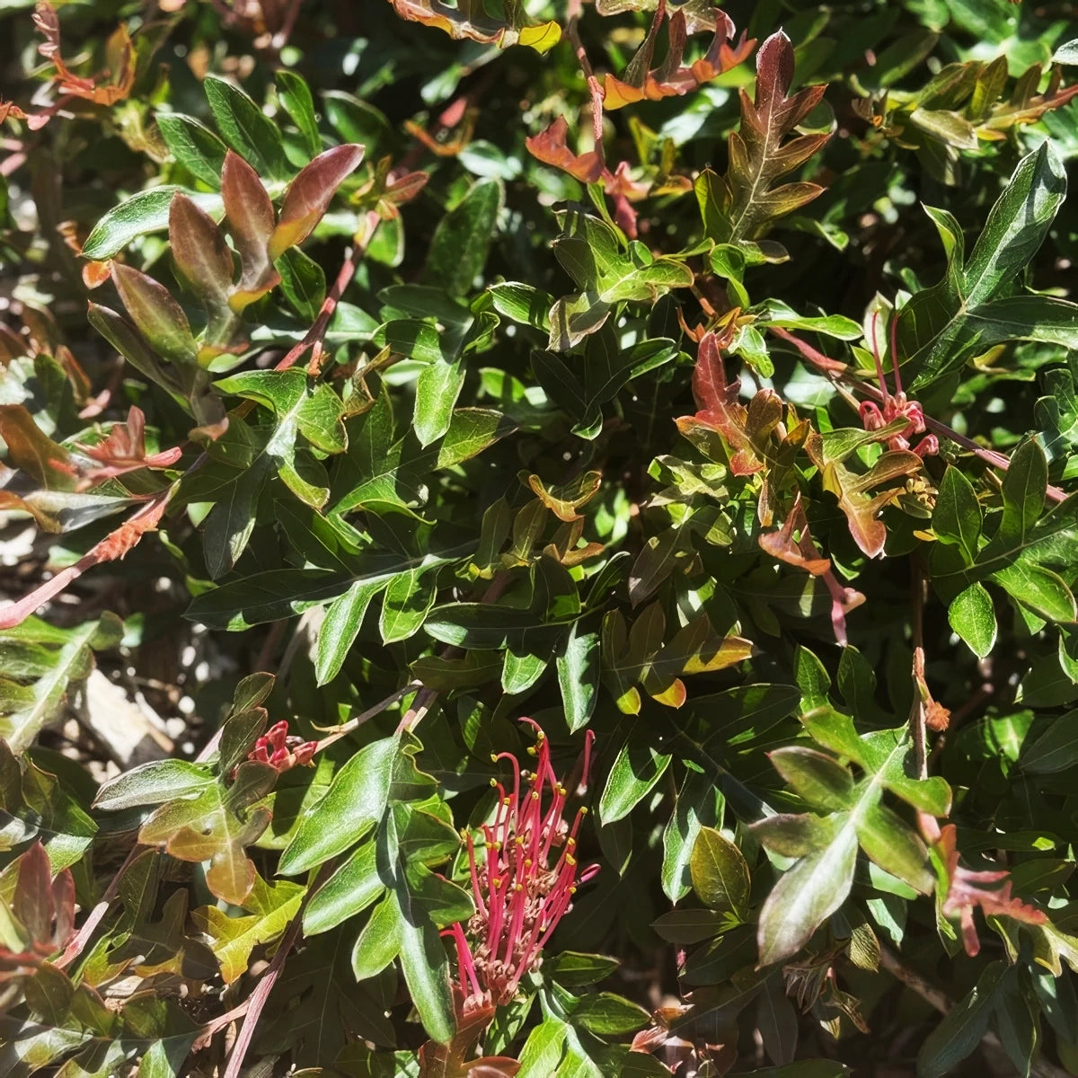 Grevillea ‘Fishbone Flat’ (Fish Bone Flat Grevillea)
