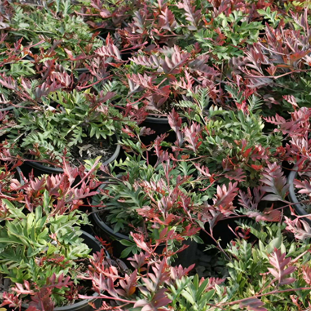 Grevillea ‘Fishbone Flat’ (Fish Bone Flat Grevillea)