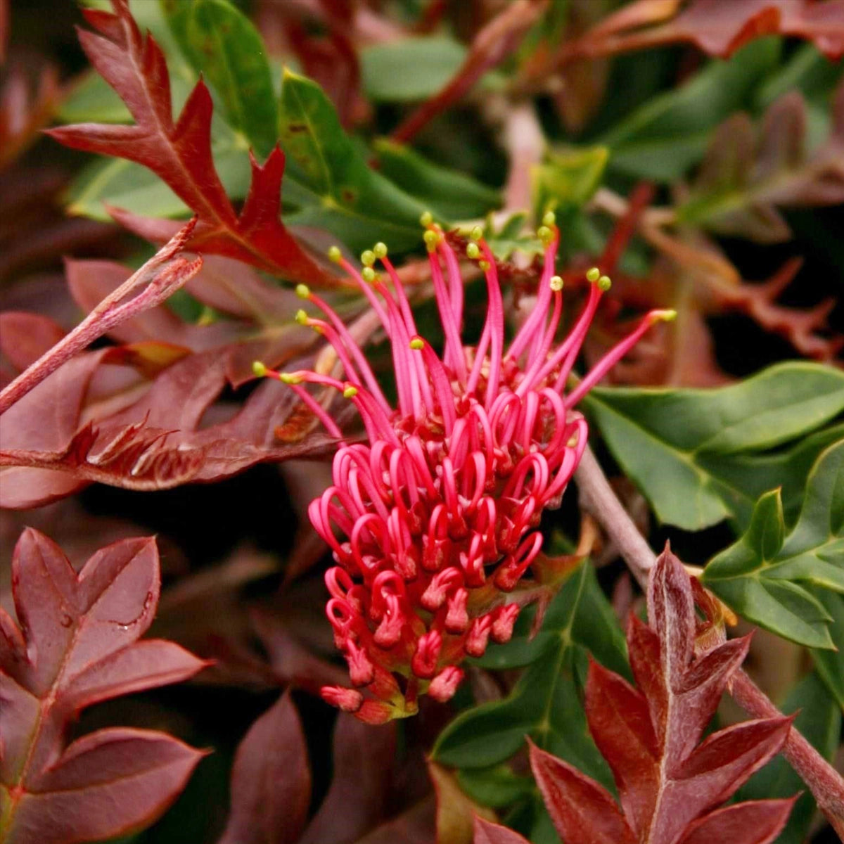 Grevillea ‘Fishbone Flat’ (Fish Bone Flat Grevillea)