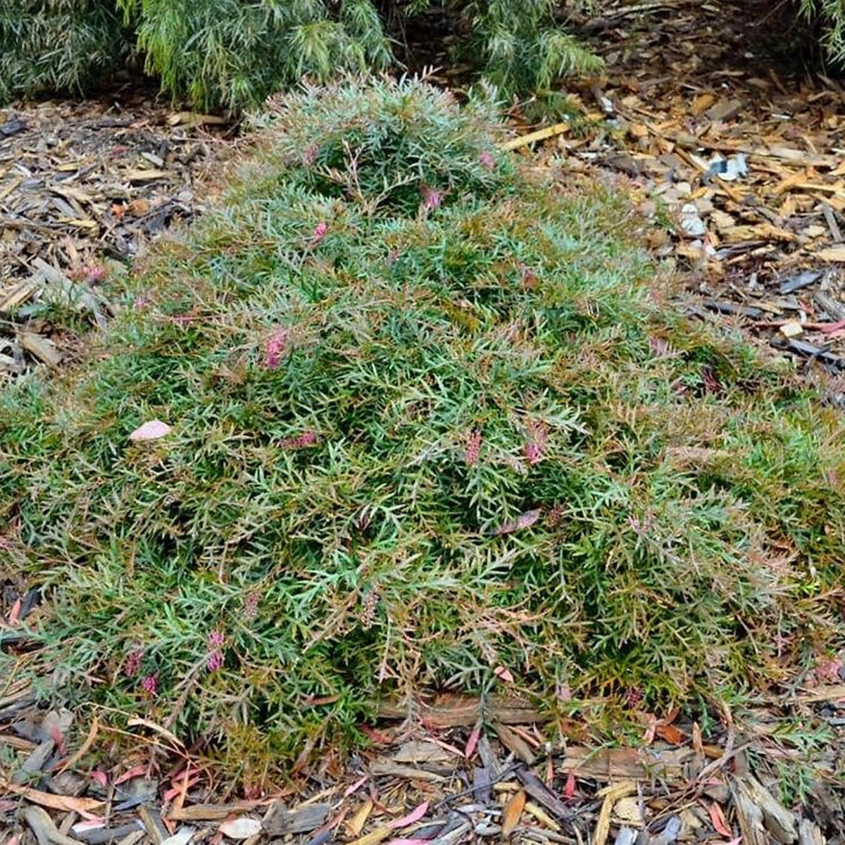 Grevillea ‘Fishbone Flat’ (Fish Bone Flat Grevillea)