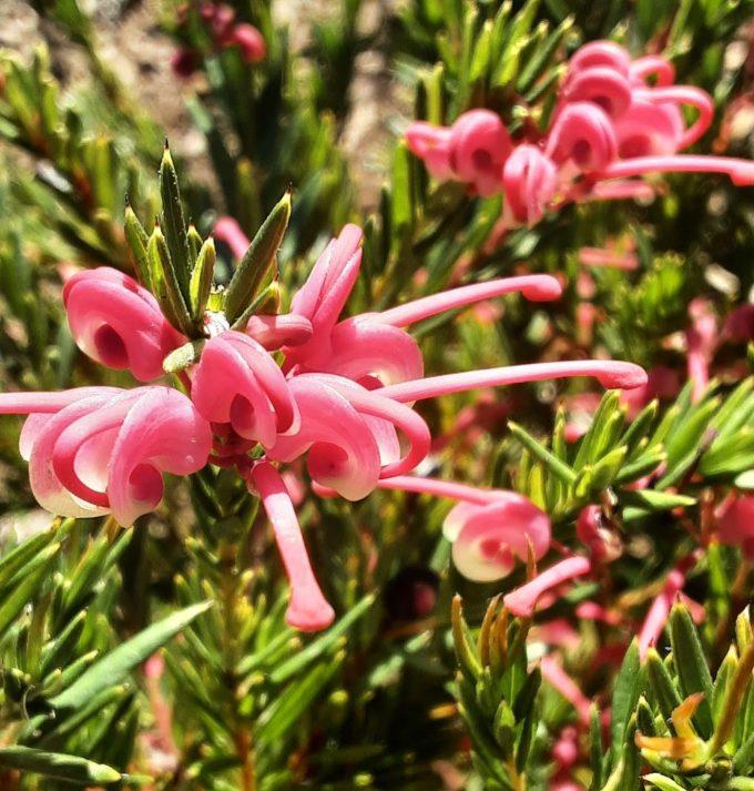 Grevillea Hybrid ‘Tuckers Dwarf’ (Tuckers Dwarf Grevillea)