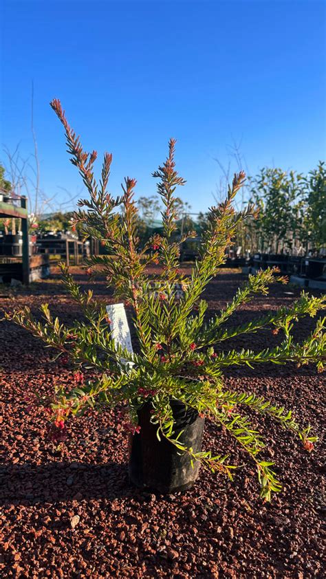 Grevillea Hybrid ‘Tuckers Dwarf’ (Tuckers Dwarf Grevillea)