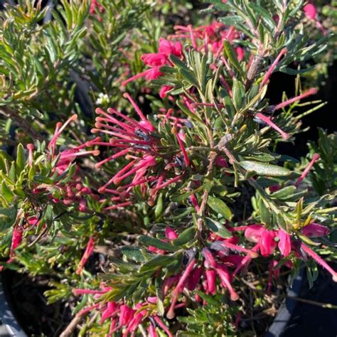Grevillea Hybrid ‘Tuckers Dwarf’ (Tuckers Dwarf Grevillea)
