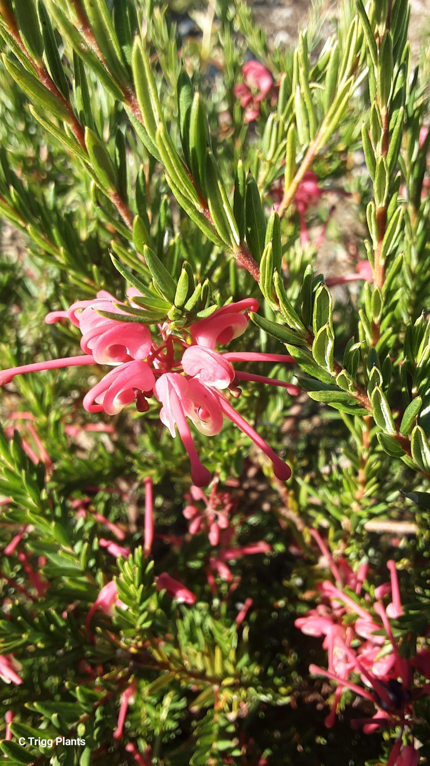 Grevillea Hybrid ‘Tuckers Dwarf’ (Tuckers Dwarf Grevillea)