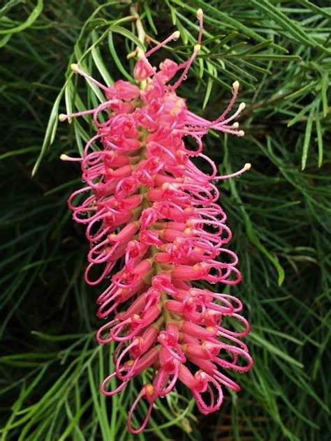 Grevillea Hybrida ‘Coastal Prestige’ (Coastal Prestige Grevillea)