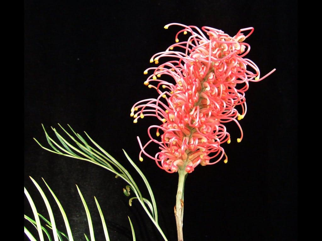 Grevillea Hybrida ‘Coastal Prestige’ (Coastal Prestige Grevillea)