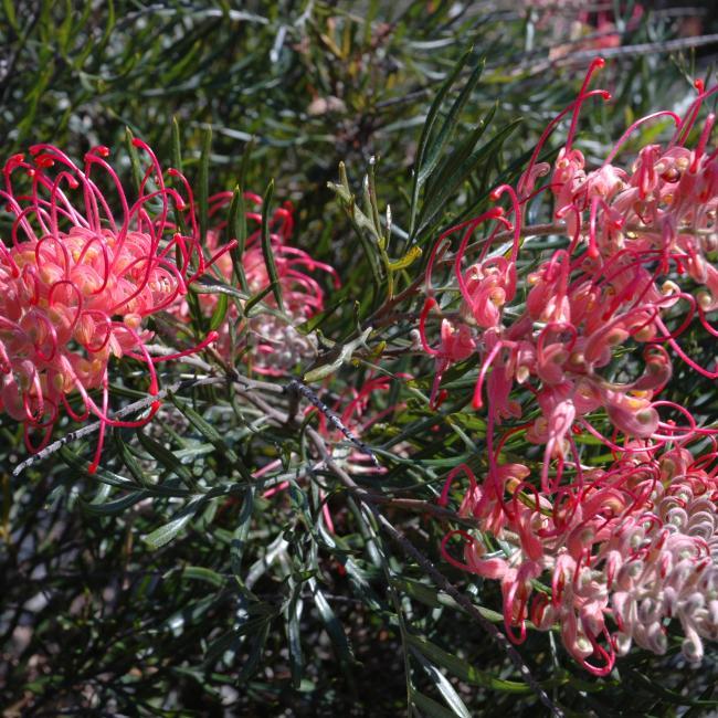 Grevillea Hybrida ‘Pink Profusion’ (Pink Profusion Grevillea)