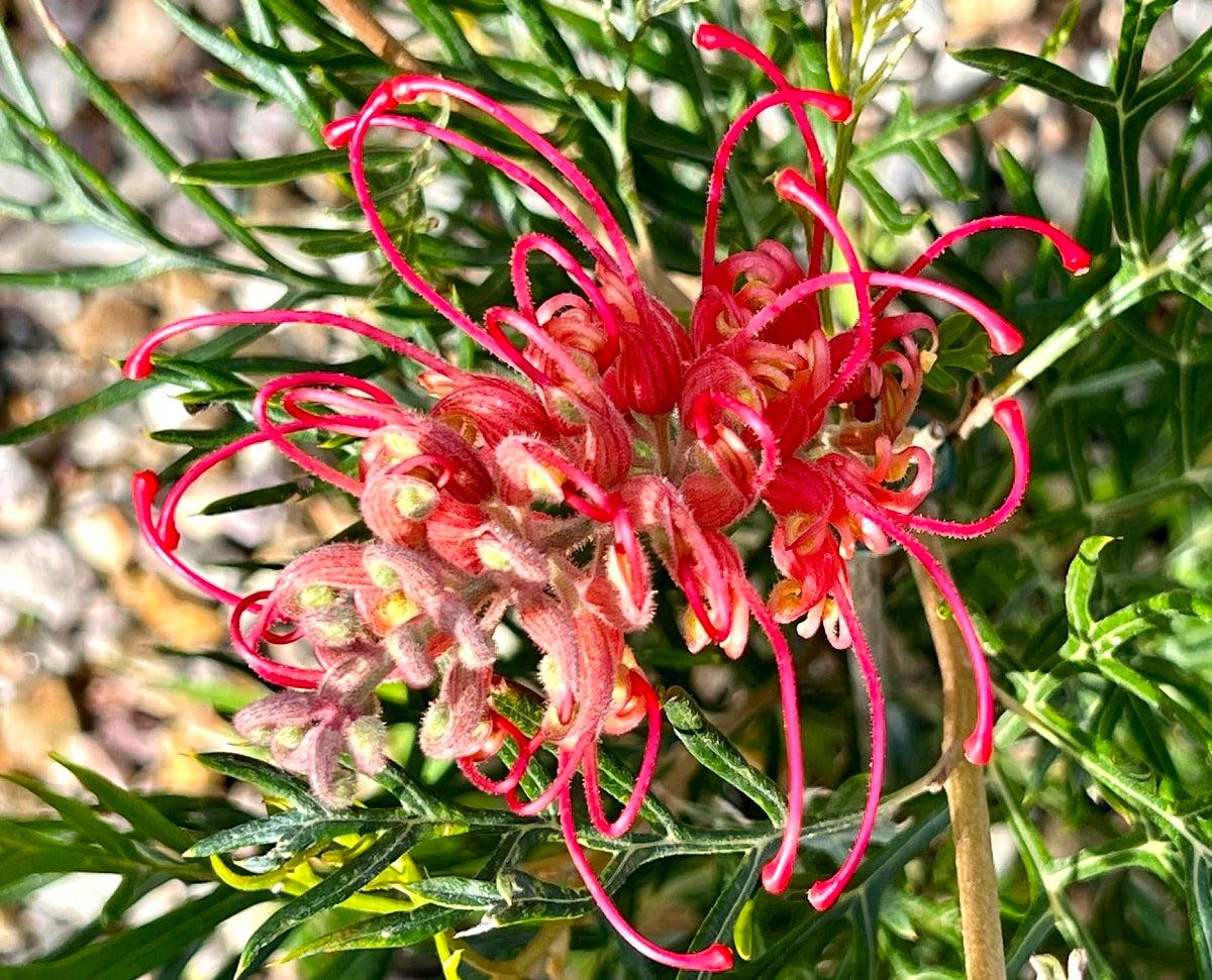 Grevillea Hybrida ‘Pink Profusion’ (Pink Profusion Grevillea)