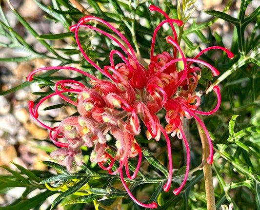 Grevillea Hybrida ‘Pink Profusion’ (Pink Profusion Grevillea)