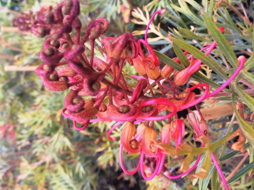 Grevillea Hybrida ‘Soopa Doopa’ (Soopa Doopa Grevillea)