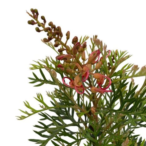 Grevillea Hybrida ‘Soopa Doopa’ (Soopa Doopa Grevillea)