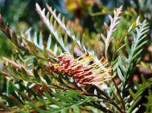 Grevillea Hybrida ‘Strawberry Blonde’ (Strawberry Blonde Grevillea)