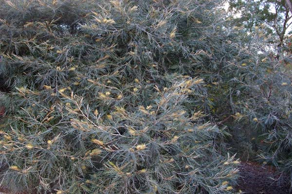 Grevillea Hybrida ‘Strawberry Blonde’ (Strawberry Blonde Grevillea)