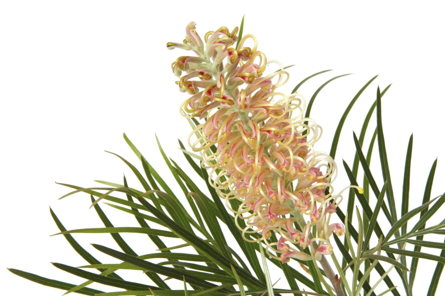 Grevillea Ilicifolia × Juniperina ‘Old Gold’ (Old Gold Grevillea)
