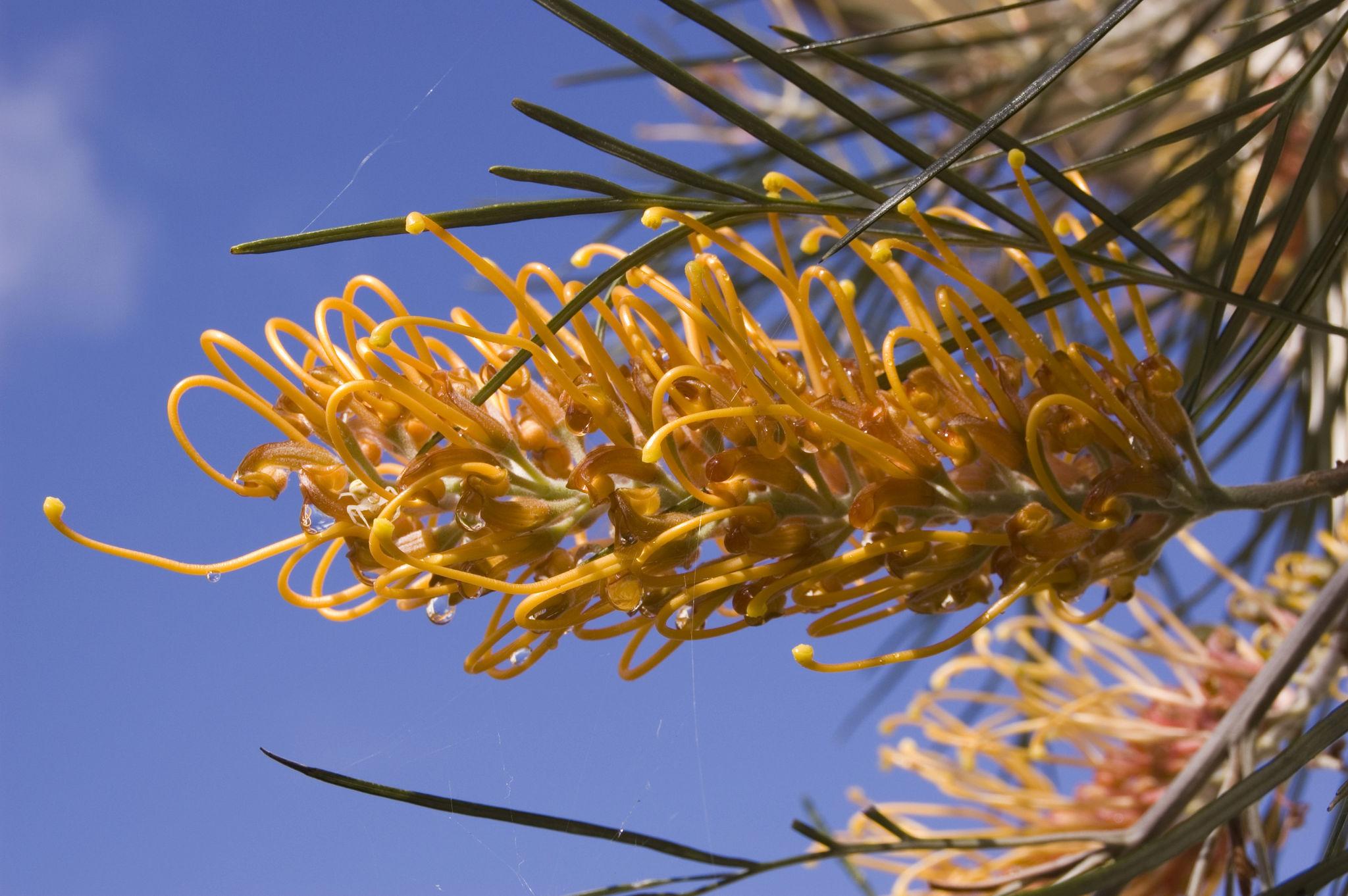 Grevillea Ilicifolia × Juniperina ‘Old Gold’ (Old Gold Grevillea)