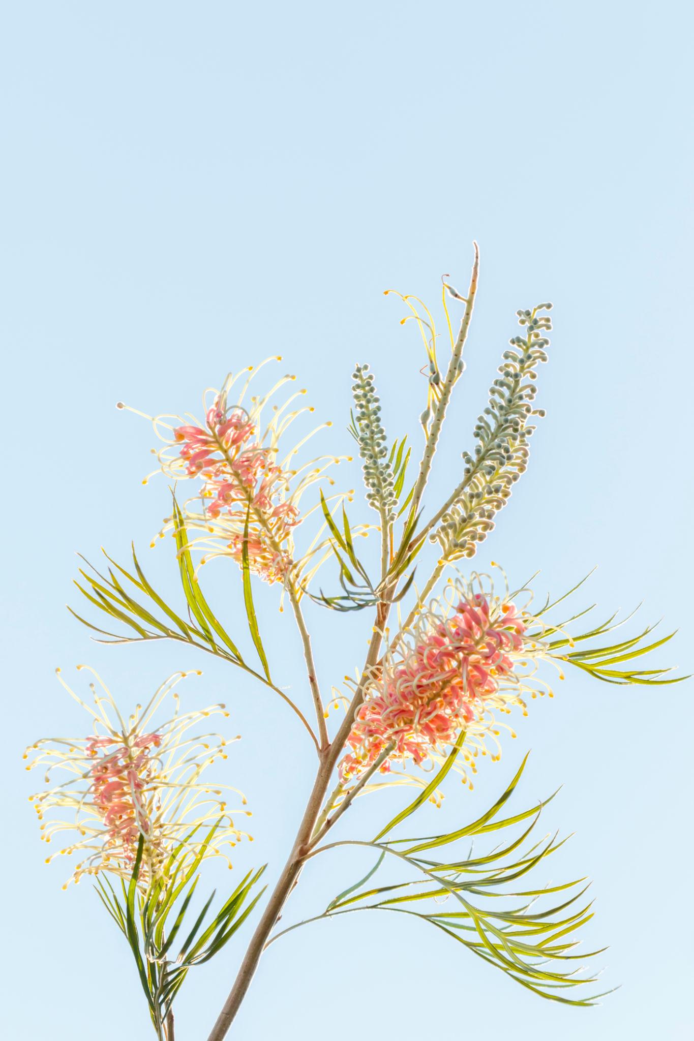 Grevillea Ilicifolia × Juniperina ‘Old Gold’ (Old Gold Grevillea)