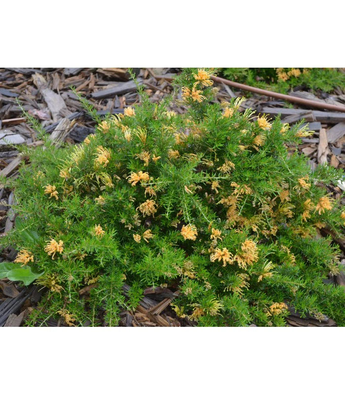 Grevillea Juniperina ‘Molonglo’ (Molonglo Grevillea)