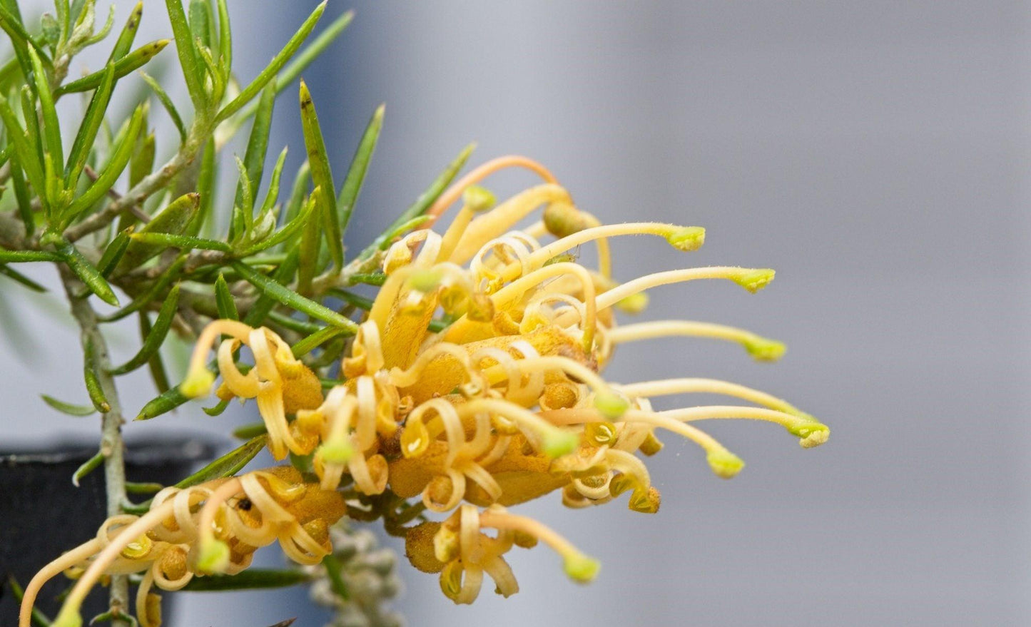 Grevillea Juniperina ‘Molonglo’ (Molonglo Grevillea)