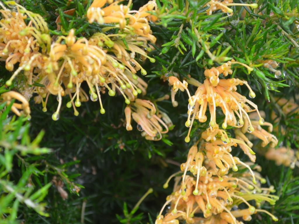 Grevillea Juniperina ‘Molonglo’ (Molonglo Grevillea)