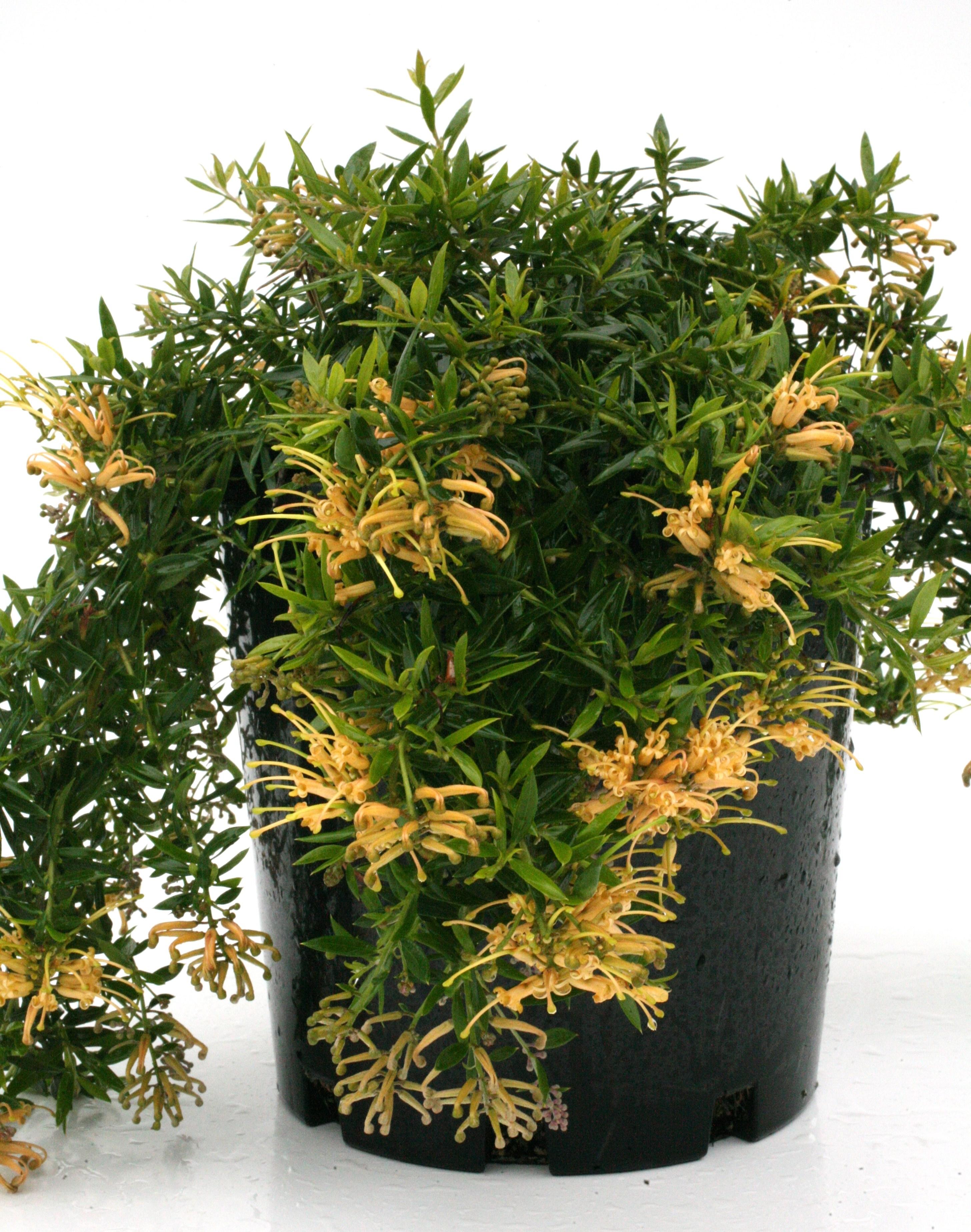 Grevillea Juniperina × Grevillea Rhyolitica 'Sunkissed' (Sunkissed Grevillea)