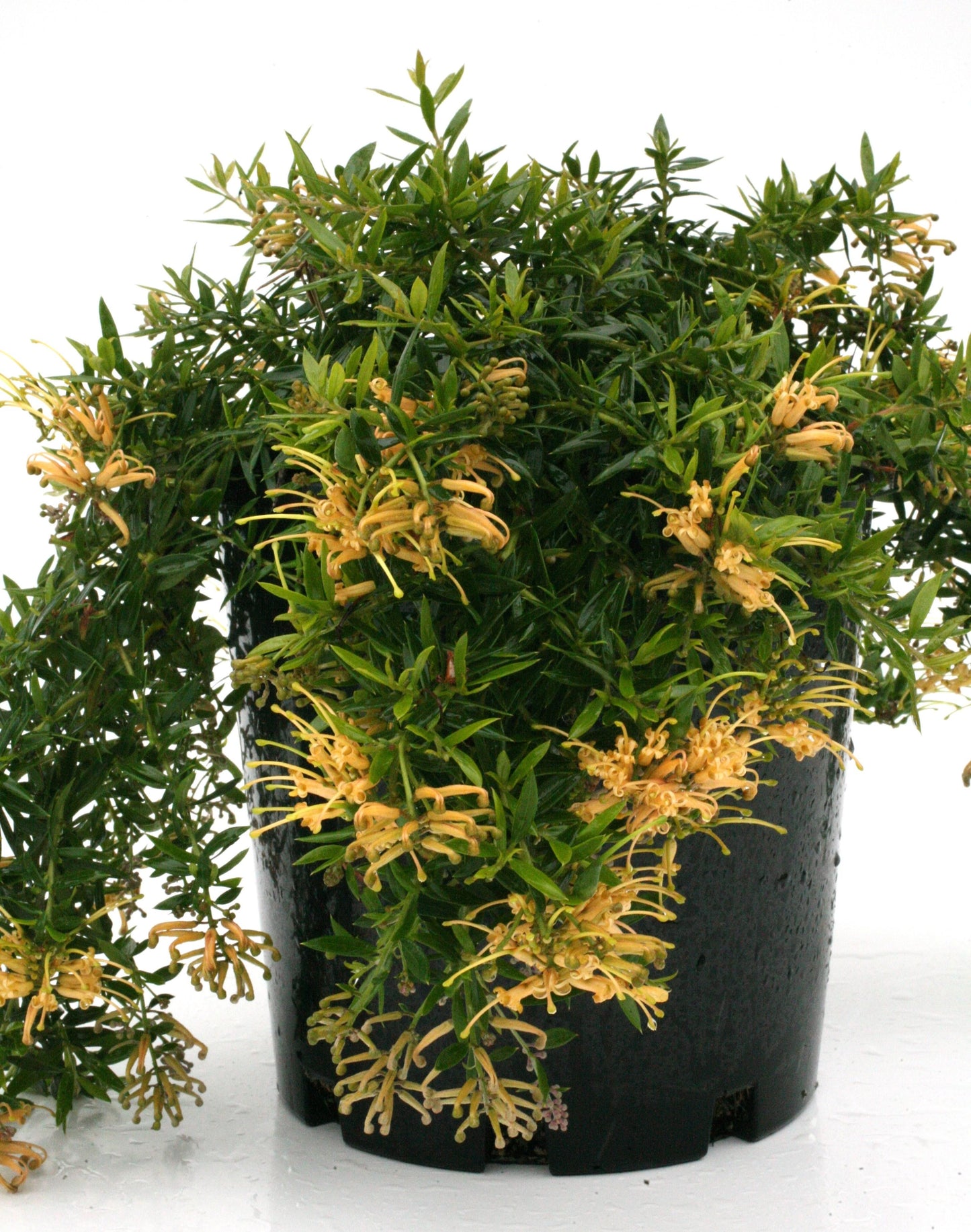 Grevillea Juniperina × Grevillea Rhyolitica 'Sunkissed' (Sunkissed Grevillea)