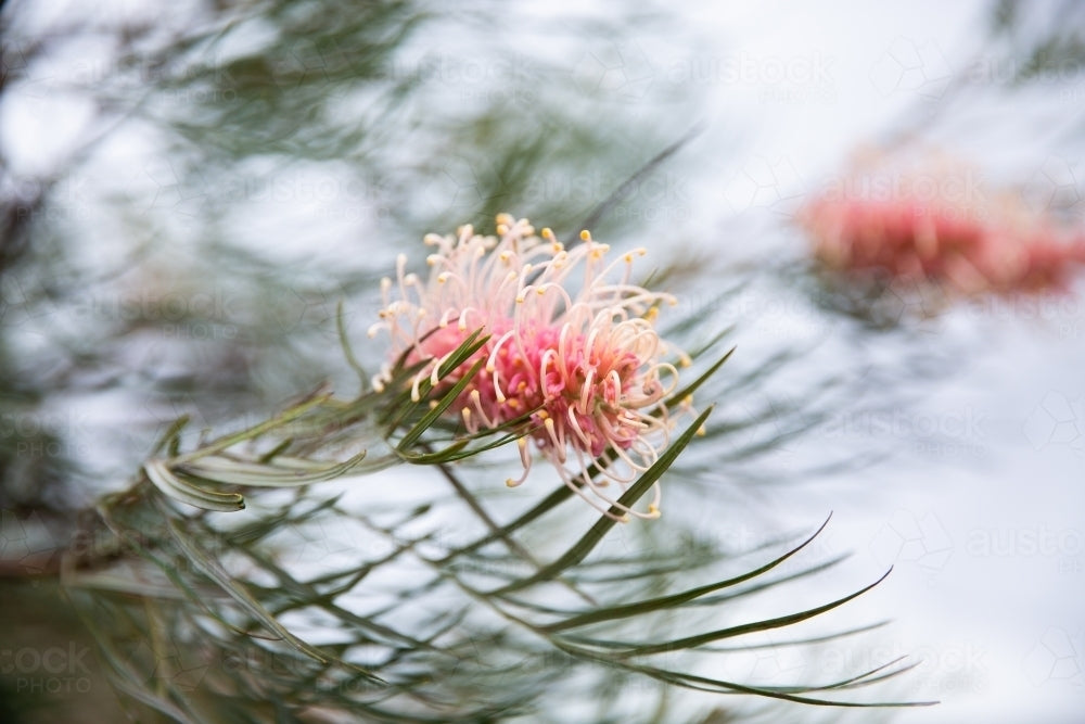 Grevillea Juniperina × Lanigera ‘Simply Stunning’ (Simply Stunning Grevillea)