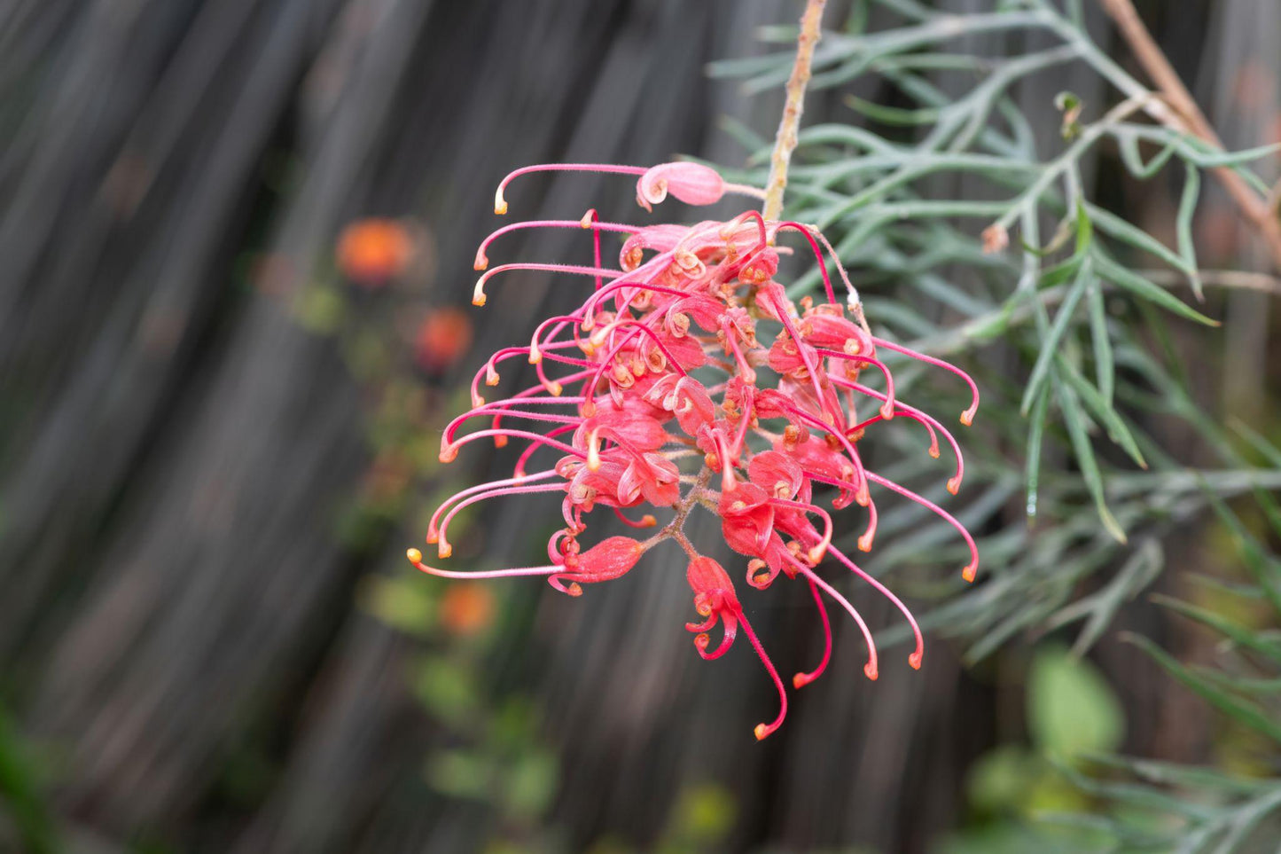 Grevillea Juniperina × Lanigera ‘Simply Stunning’ (Simply Stunning Grevillea)