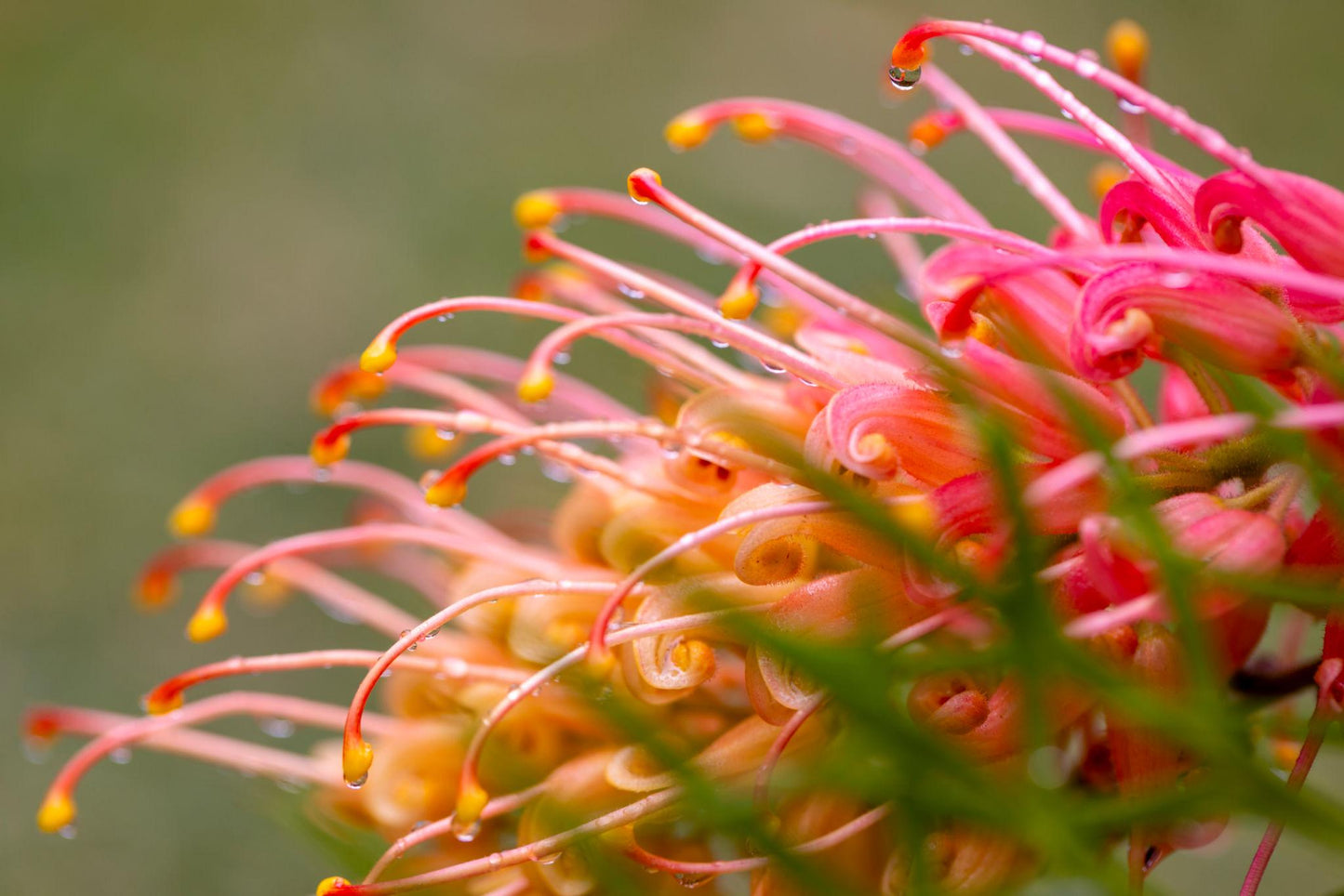Grevillea Juniperina × Lanigera ‘Simply Stunning’ (Simply Stunning Grevillea)