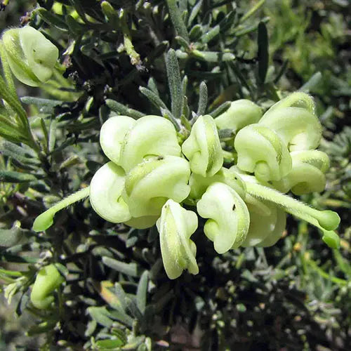 Grevillea Lanigera ‘Mello Yellow’ (Mello Yellow Grevillea)