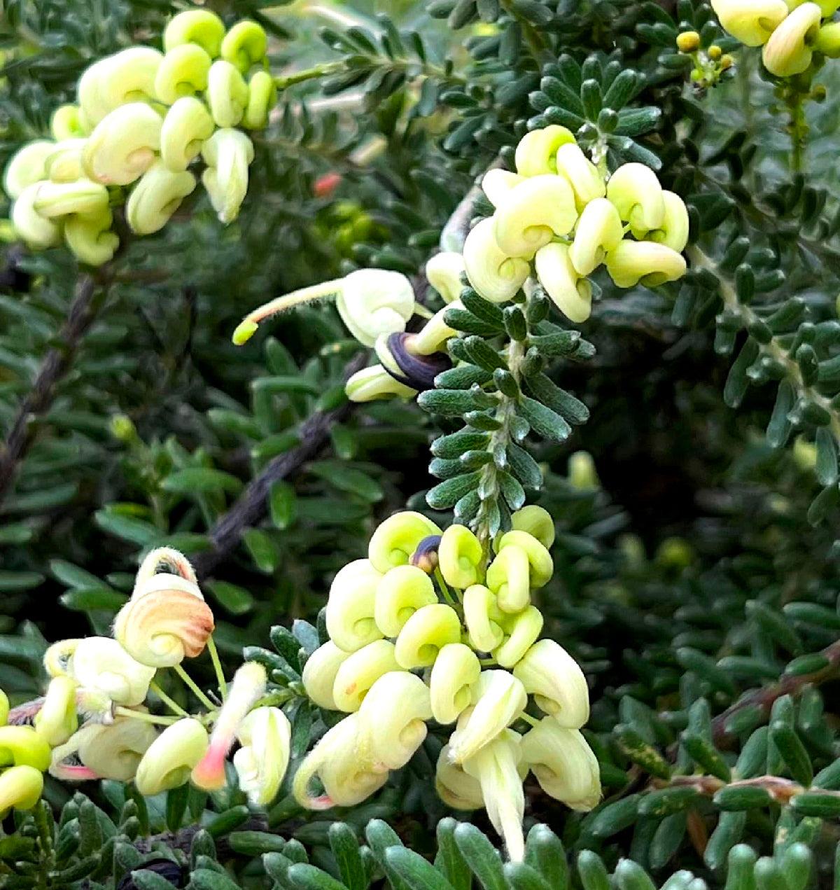 Grevillea Lanigera ‘Mello Yellow’ (Mello Yellow Grevillea)