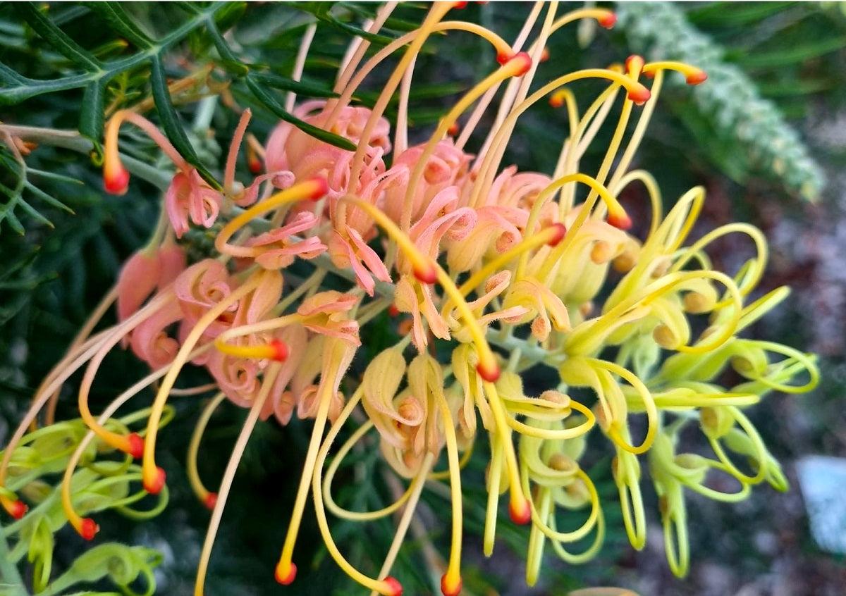 Grevillea Lanigera ‘Mello Yellow’ (Mello Yellow Grevillea) – Nursery ...