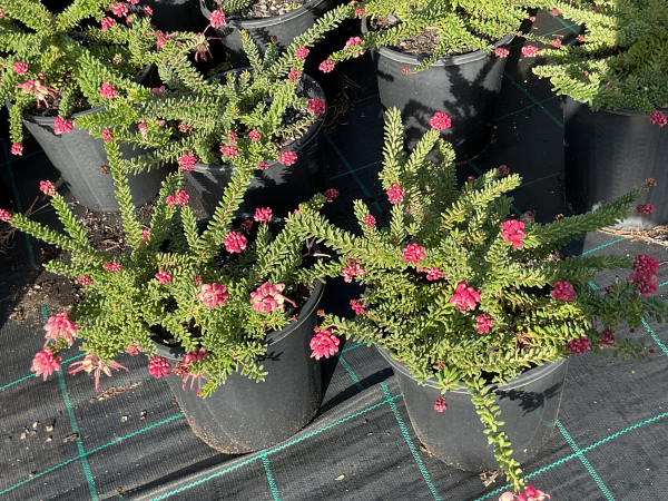 Grevillea Lanigera ‘Mt Tamboritha’ (Mt Tamboritha Woolly Grevillea)