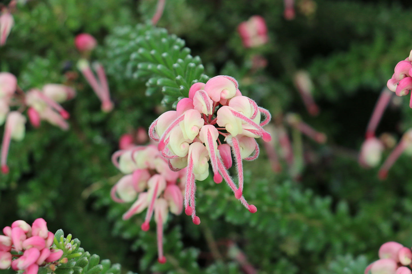 Grevillea Lanigera ‘Mt Tamboritha’ (Mt Tamboritha Woolly Grevillea)