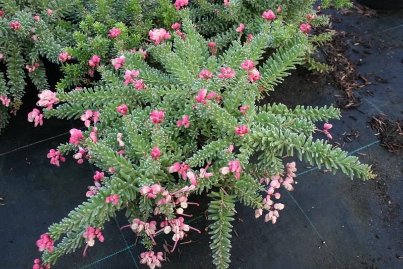 Grevillea Lanigera ‘Mt Tamboritha’ (Mt Tamboritha Woolly Grevillea)