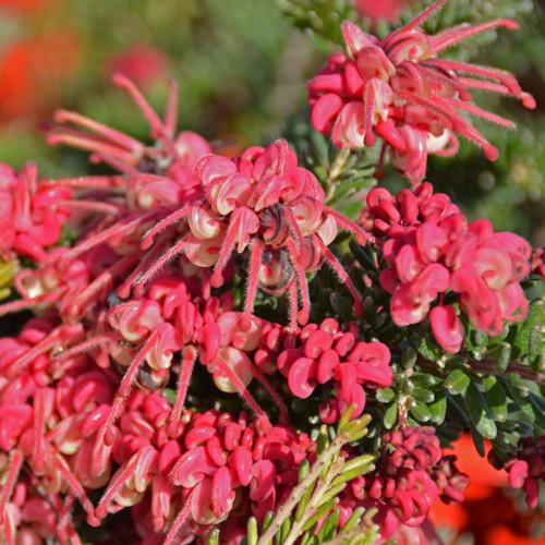 Grevillea Lanigera ‘Woolly Bear Hero’ (Woolly Bear Hero Grevillea)