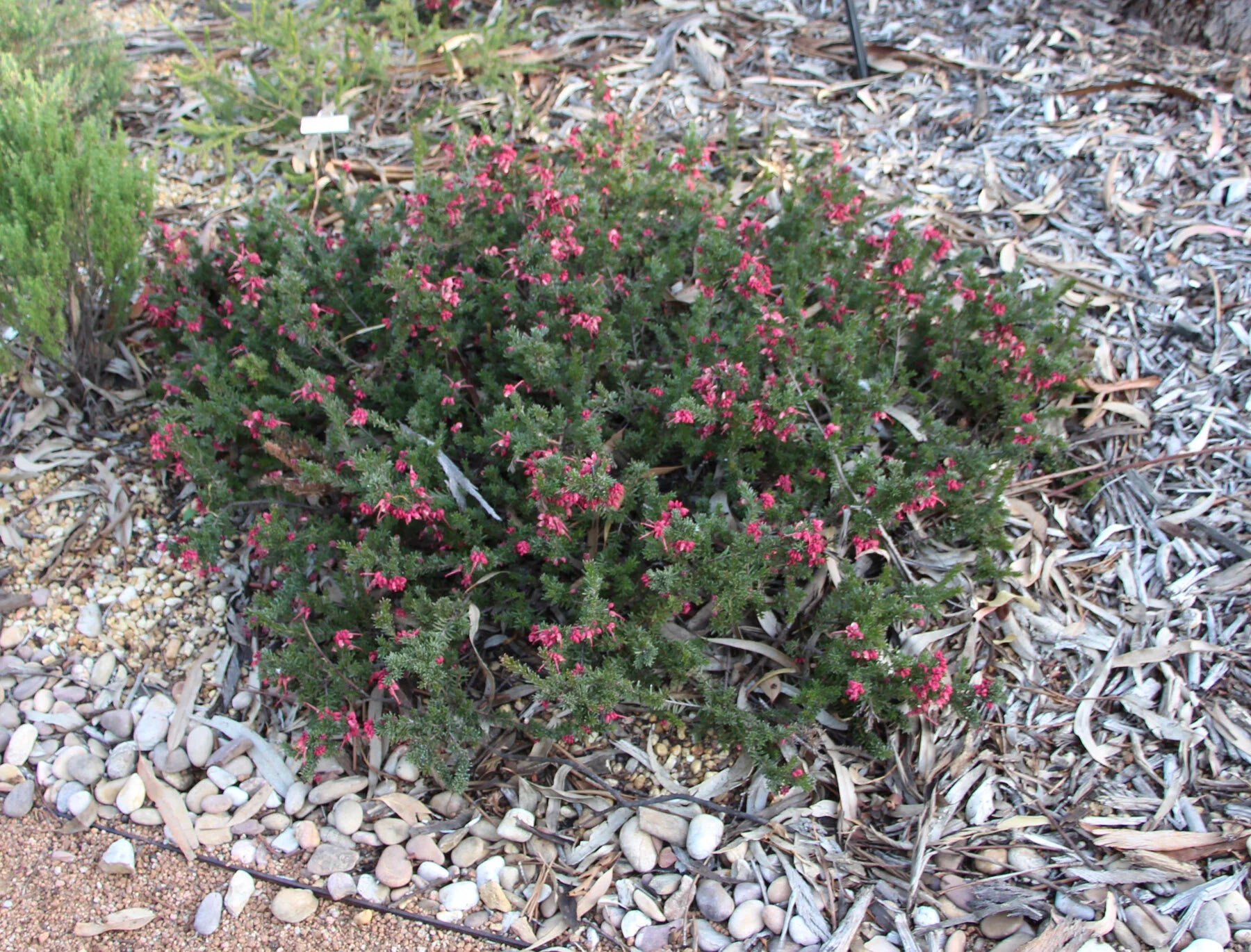 Grevillea Lanigera ‘Woolly Bear Hero’ (Woolly Bear Hero Grevillea)