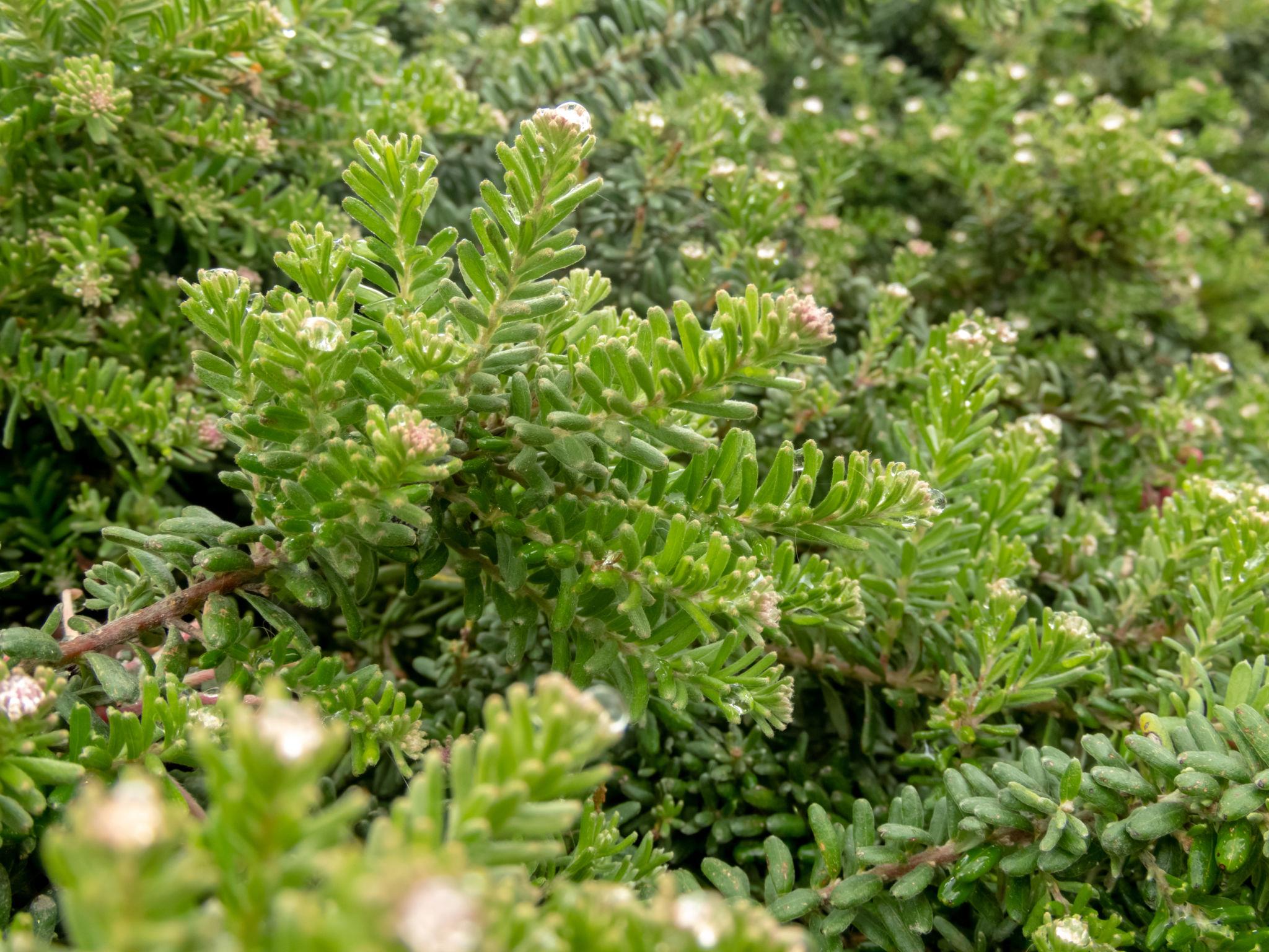 Grevillea Lanigera (Woolly Grevillea)