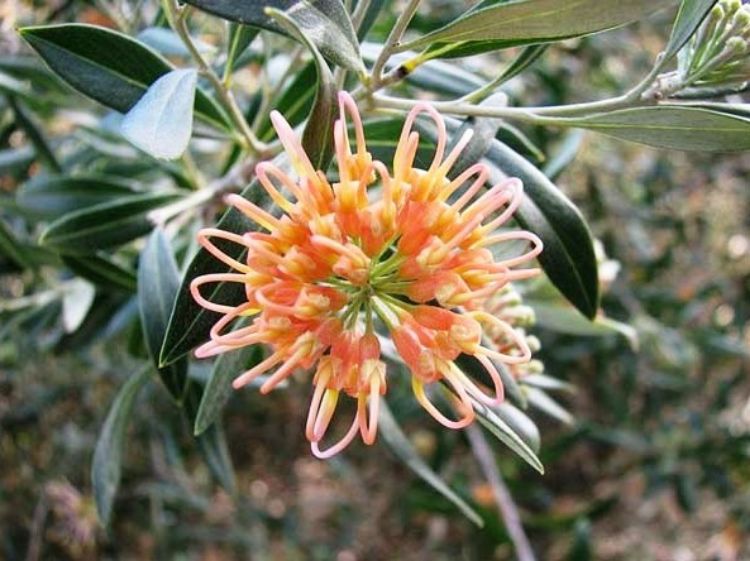 Grevillea Olivacea ‘Apricot Glow’ (Apricot Glow Grevillea)