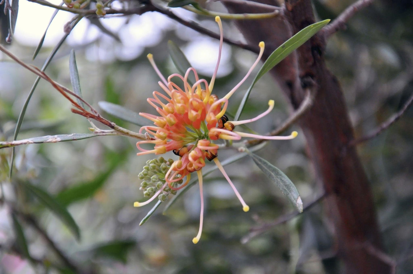Grevillea Olivacea ‘Apricot Glow’ (Apricot Glow Grevillea)