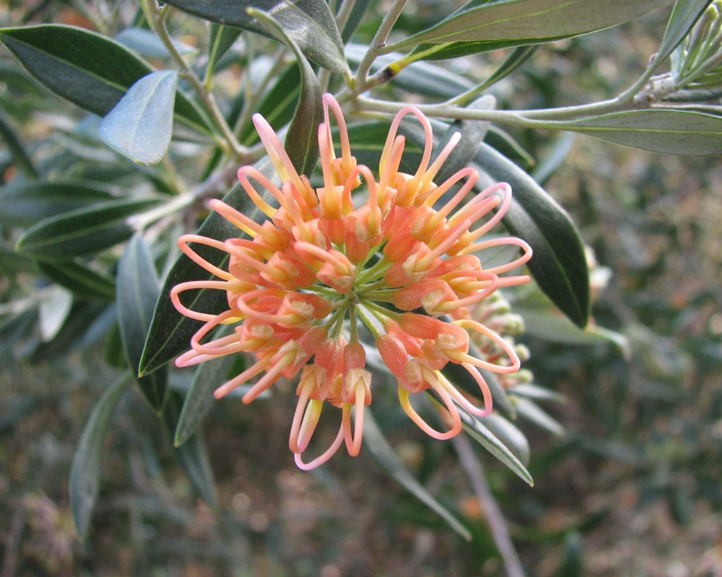 Grevillea Olivacea ‘Apricot Glow’ (Apricot Glow Grevillea)