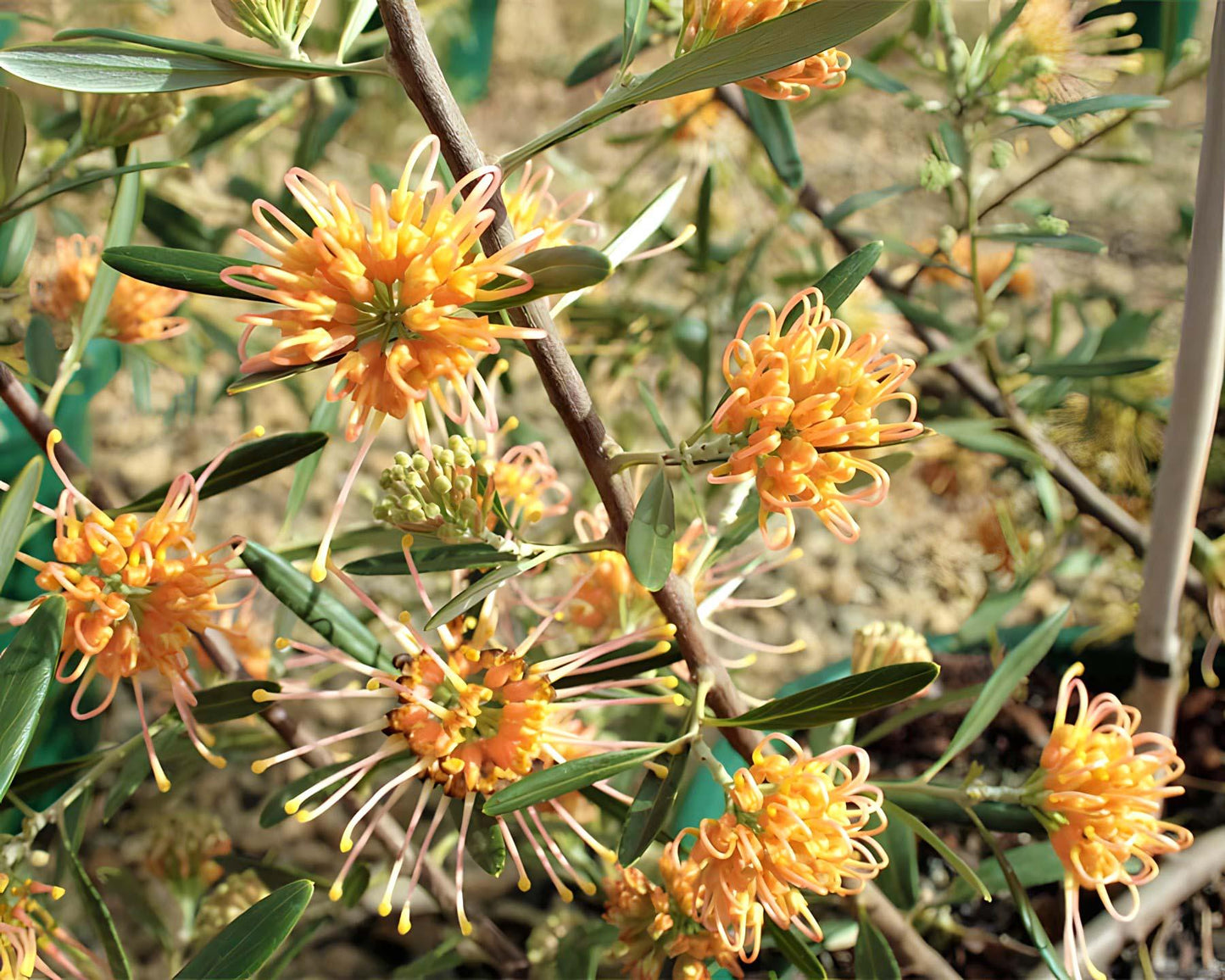 Grevillea Olivacea ‘Apricot Glow’ (Apricot Glow Grevillea)